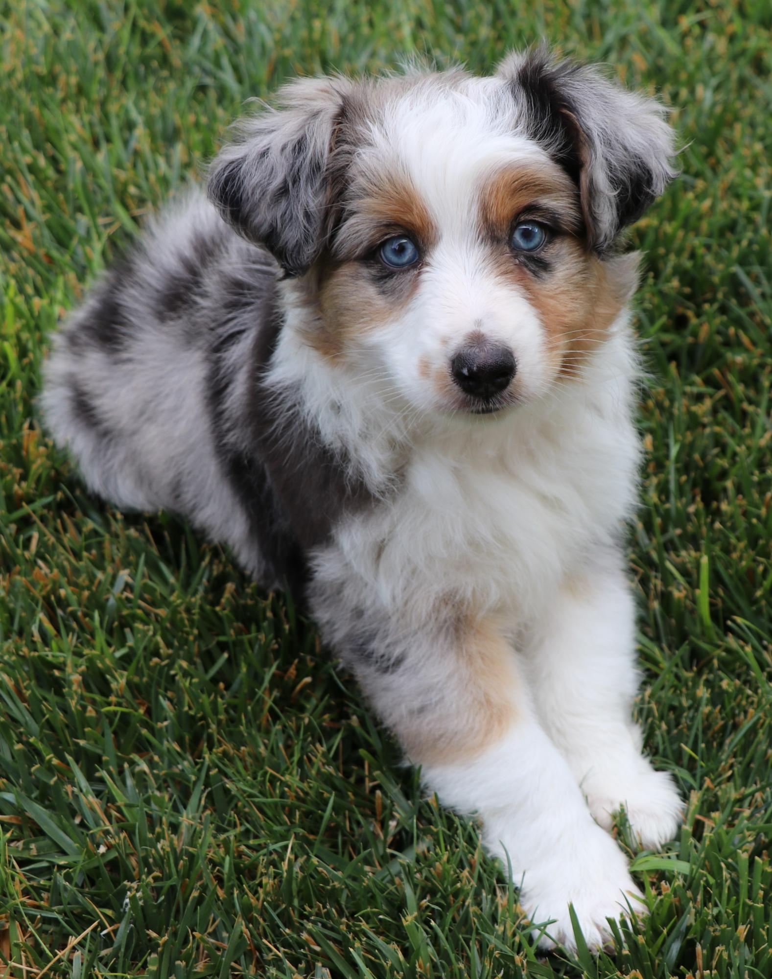 toy blue merle aussie for