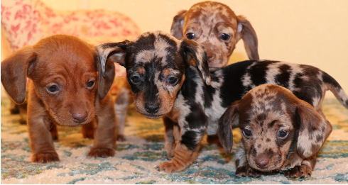 dotson puppies for sale