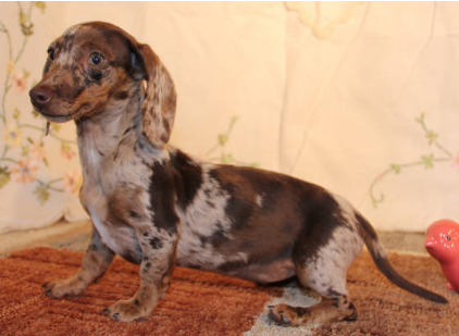 piebald mini dachshund for sale