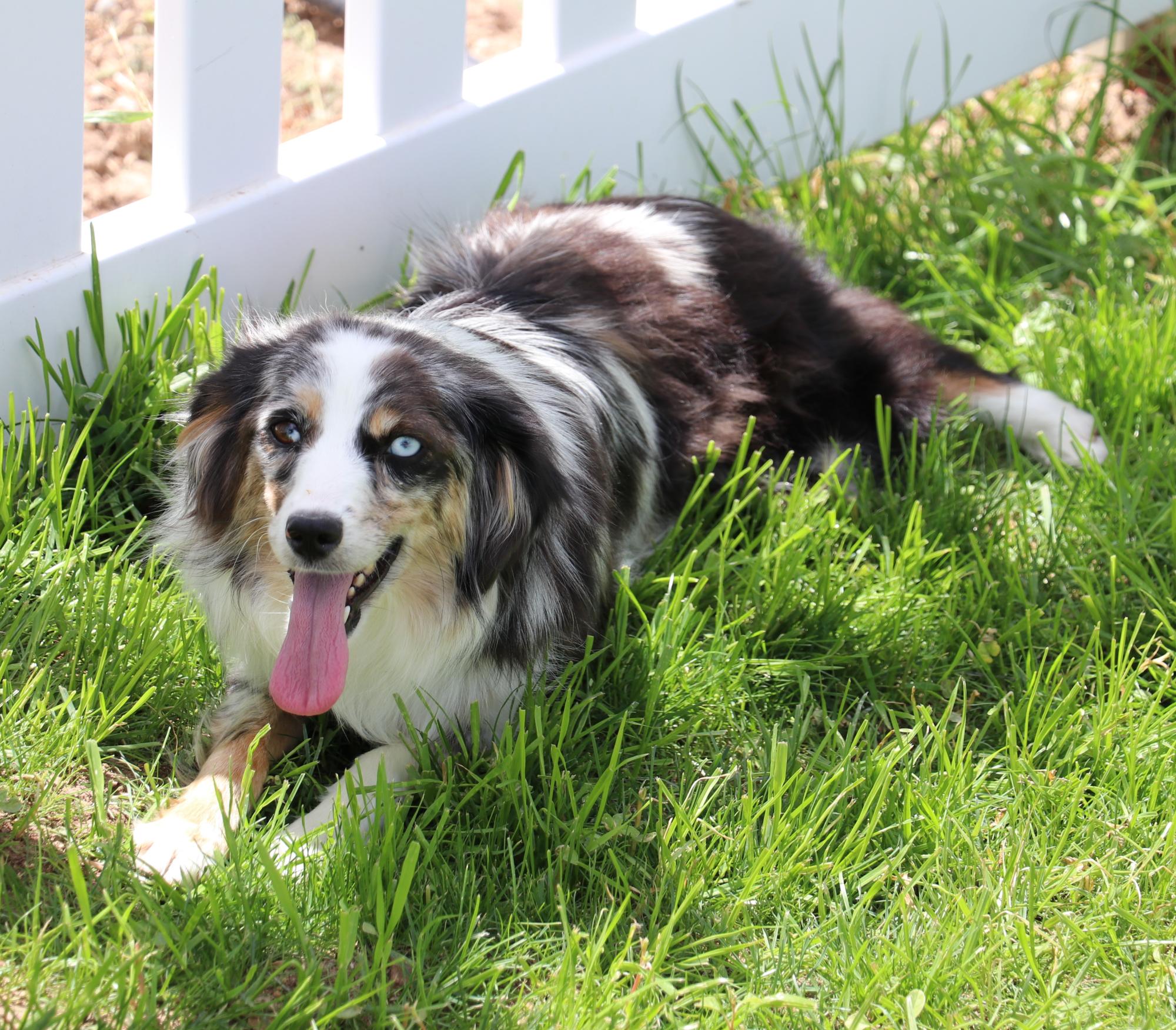 Harlequin australian shepherd deals for sale