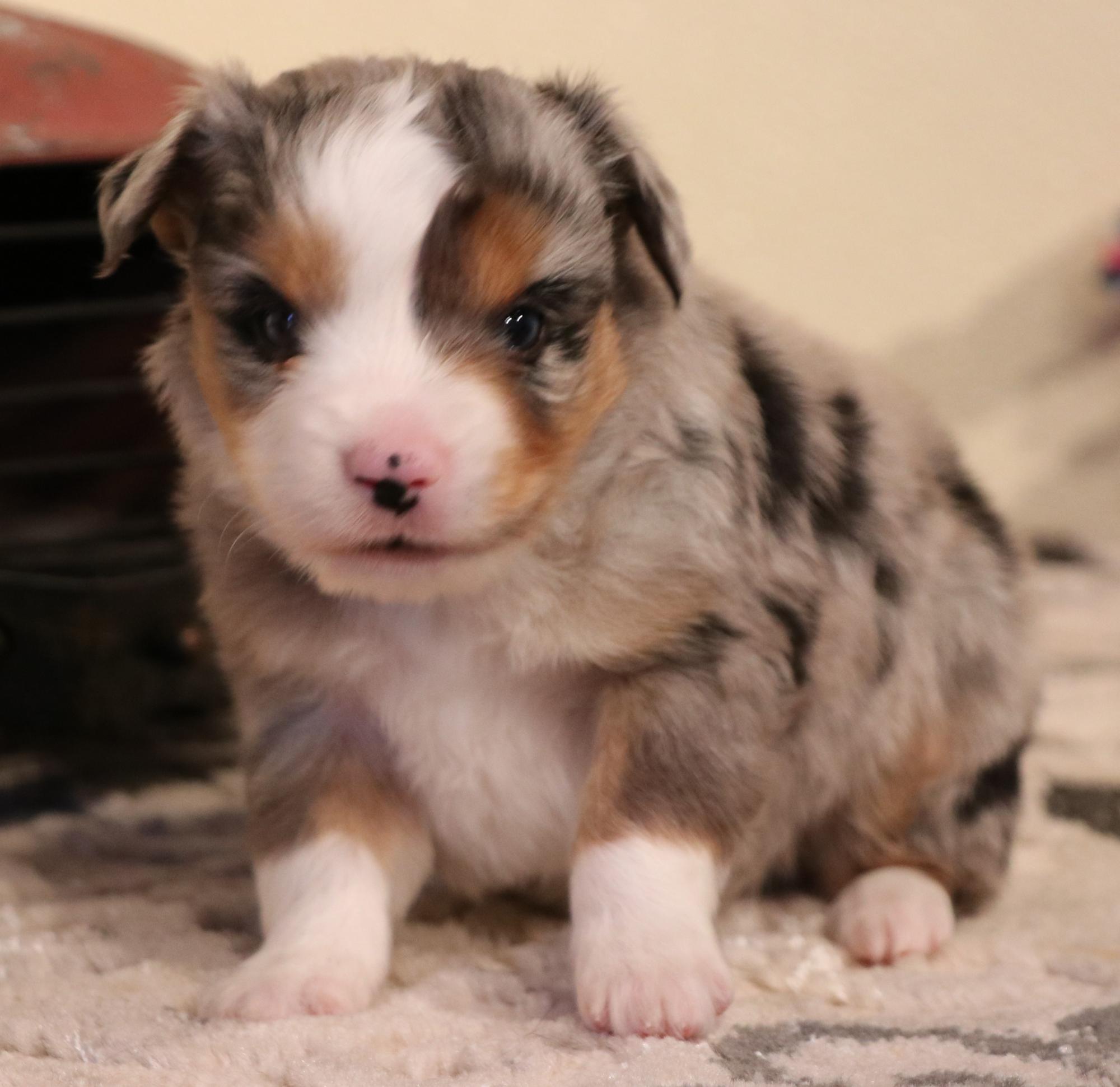 Toy Australian Shepherd Puppies For