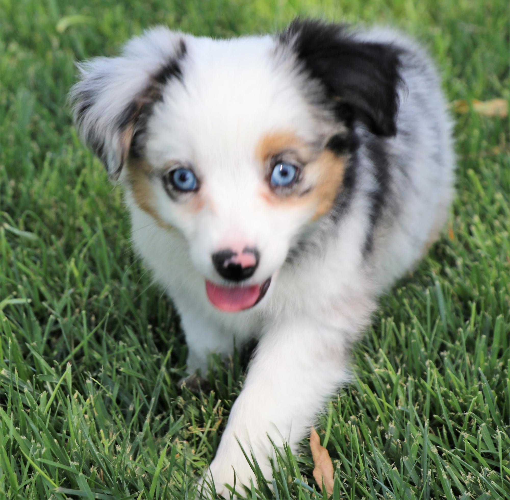 Toy Australian Shepherd puppies for sale in CO, Toy Aussie puppies in CO,