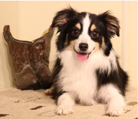 Harlequin australian shepherd for hot sale sale